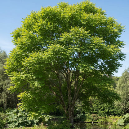 Green Toona Tree Seeds for Planting – Fresh Leaf Tree Seeds