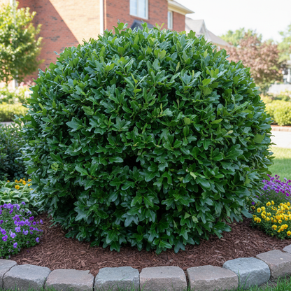 Hardy Evergreen Shrub Seeds for Planting with Unique Oak-Shaped Leaves – Low-Maintenance Ornamental Plant