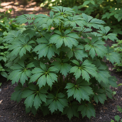 Kirengeshoma Palmata Seeds for Garden Planting