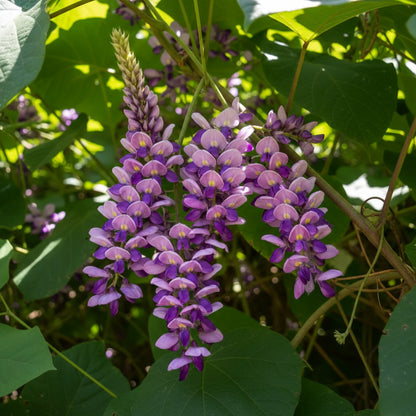 Kudzu Seeds for Planting - Pueraria lobata