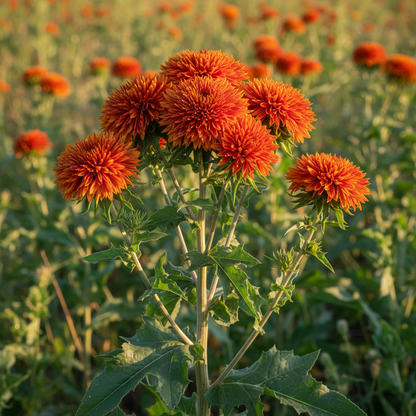 Lorenzo Trussoni Heirloom Safflower Flower Seeds for Garden Planting