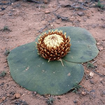 Massonia Depressa Seeds for Garden Planting