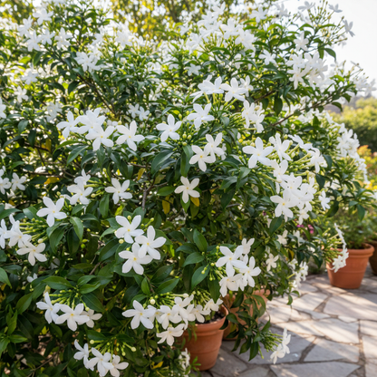 Murraya Paniculata Seeds – Orange Jessamine Evergreen Fragrant Shrub