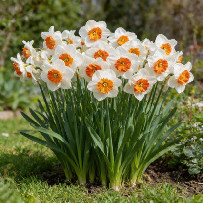 Daffodil Flower Seeds White and Orange Blooms for Garden Planting