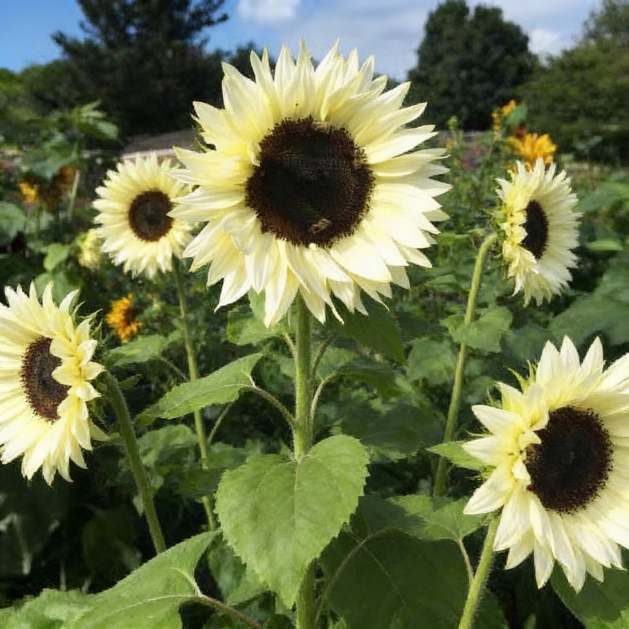 white-sunflower-seeds-for-garden-planting