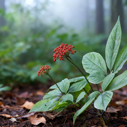 Korean Ginseng Seeds – Panax Ginseng Perennial Herb Seeds