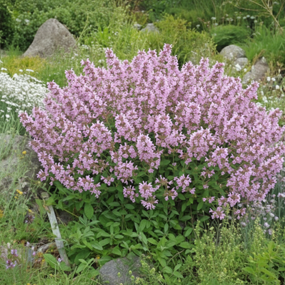 Salvia Tomentosa Flower Seeds for Garden Planting