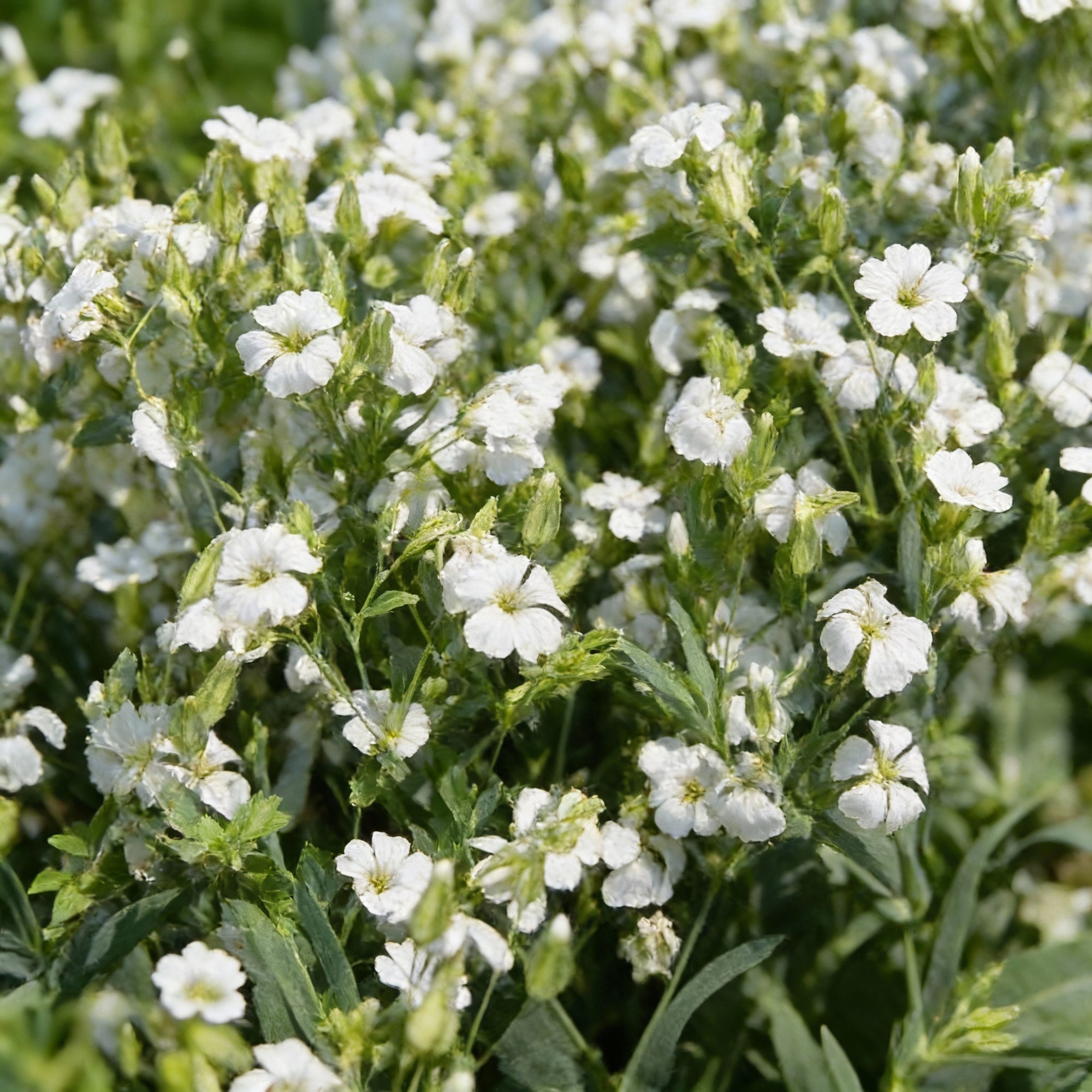saponaria-vaccaria-white-flower-seeds-for-garden-planting