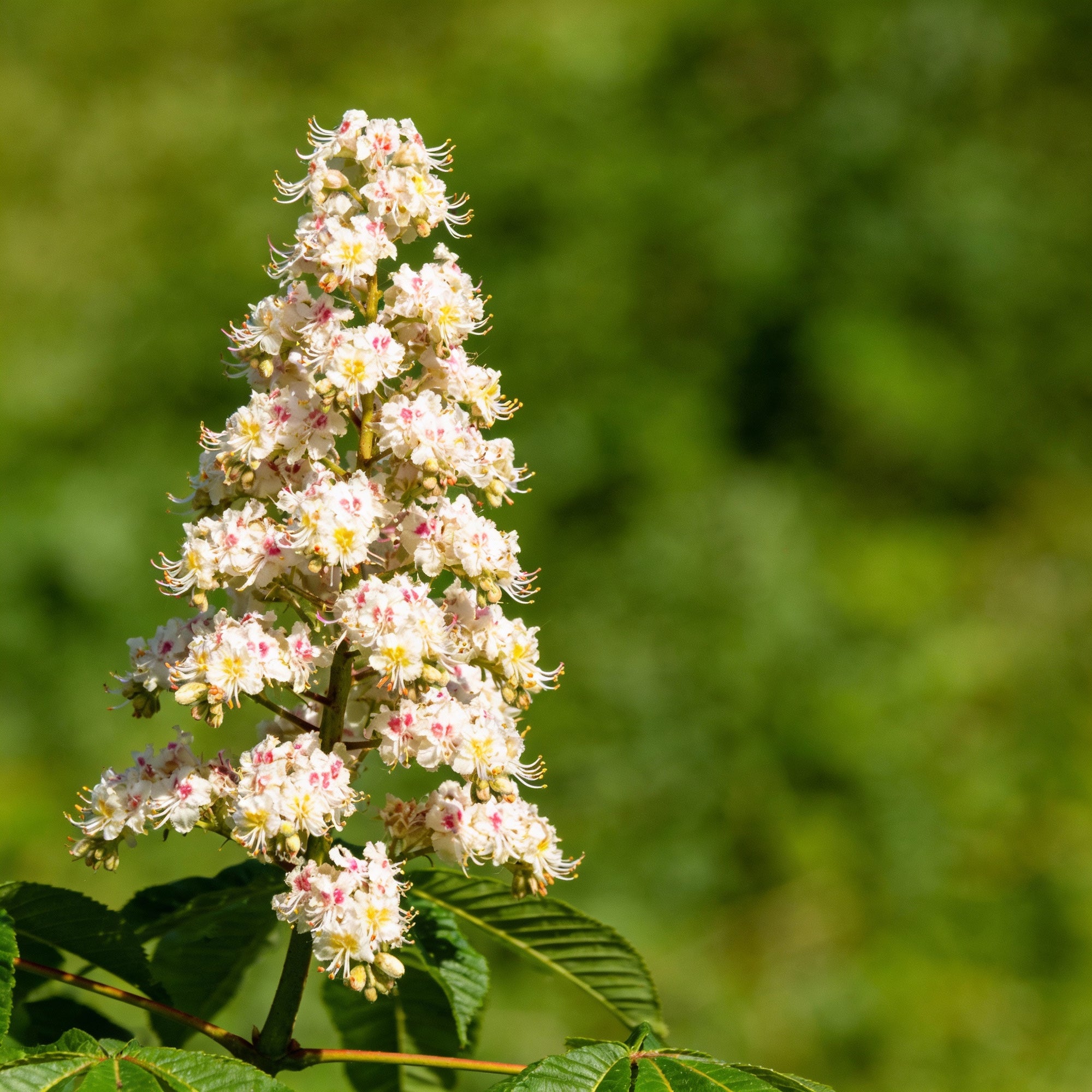 reseda-alba-flower-seeds