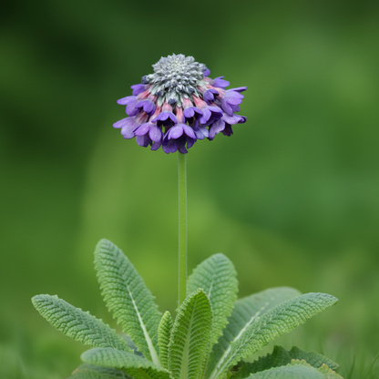Primula Capitata Flower Seeds for Garden Planting