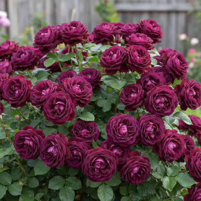 Burgundy Rose Flower Seeds for Garden Planting