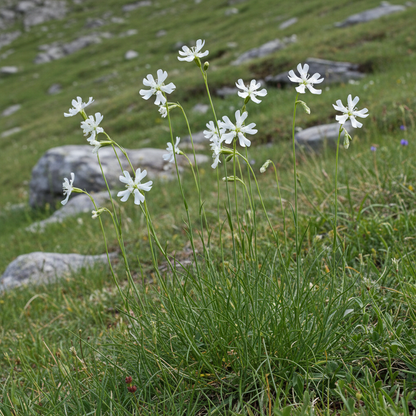 Silene Waldsteinii Flower Seeds for Garden Planting