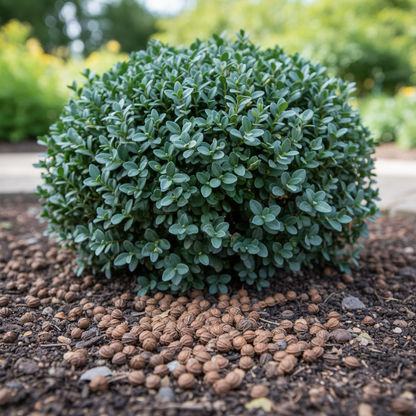 Vardar Valley Boxwood Seeds for Planting – Cold Hardy Evergreen Shrub with Blue-Green Foliage