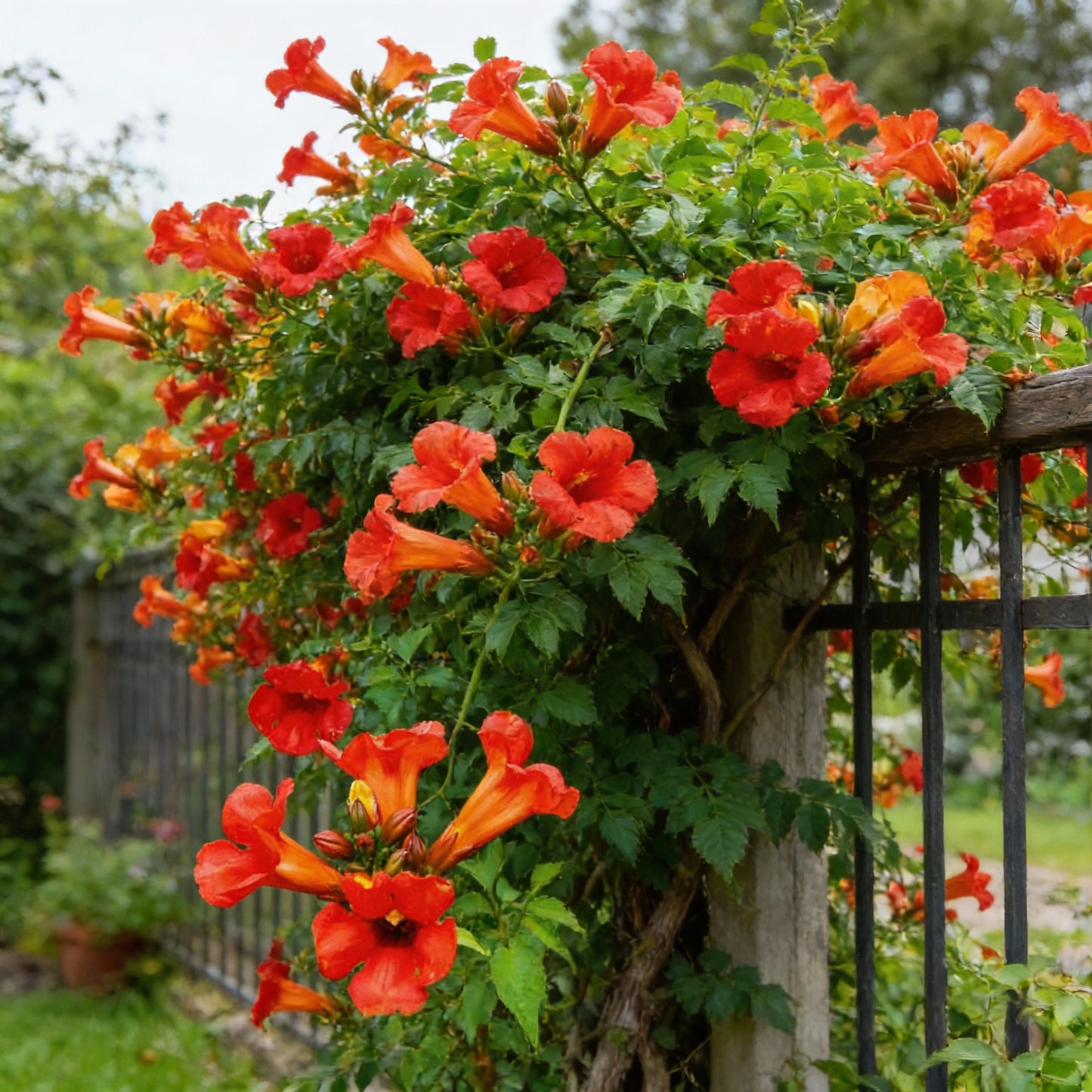 Dark Red Hummingbird Trumpet Vine Seeds for Garden Planting