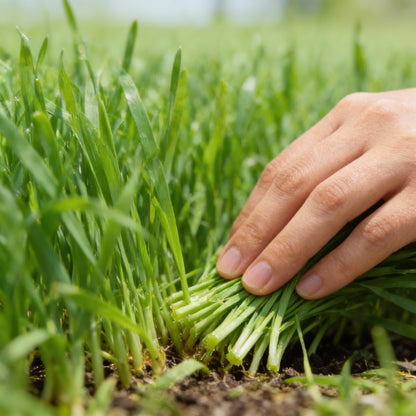 Microgreen Wheat Grass Seeds – Fast-Growing Nutrient-Rich Herb