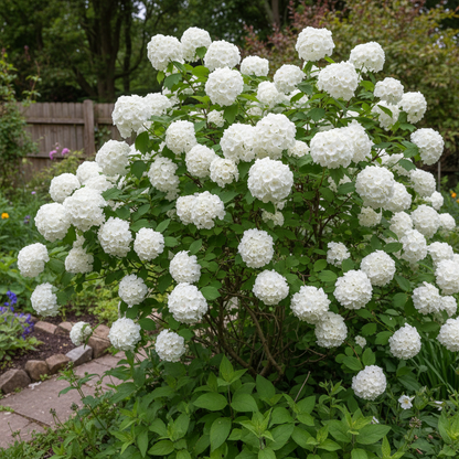 Pure White Garden Blooms Seeds for Planting – Abundant Classic White Flowers