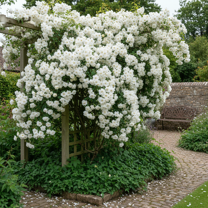 Pure White Garden Blooms Seeds for Planting – Abundant Classic White Flowers