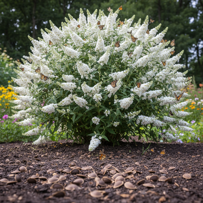 White Profusion Butterfly Bush Seeds for Planting – Buddleja davidii