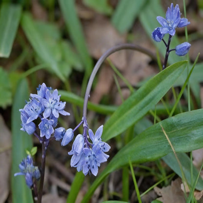 Scilla Bithynica Flower Seeds for Garden Planting