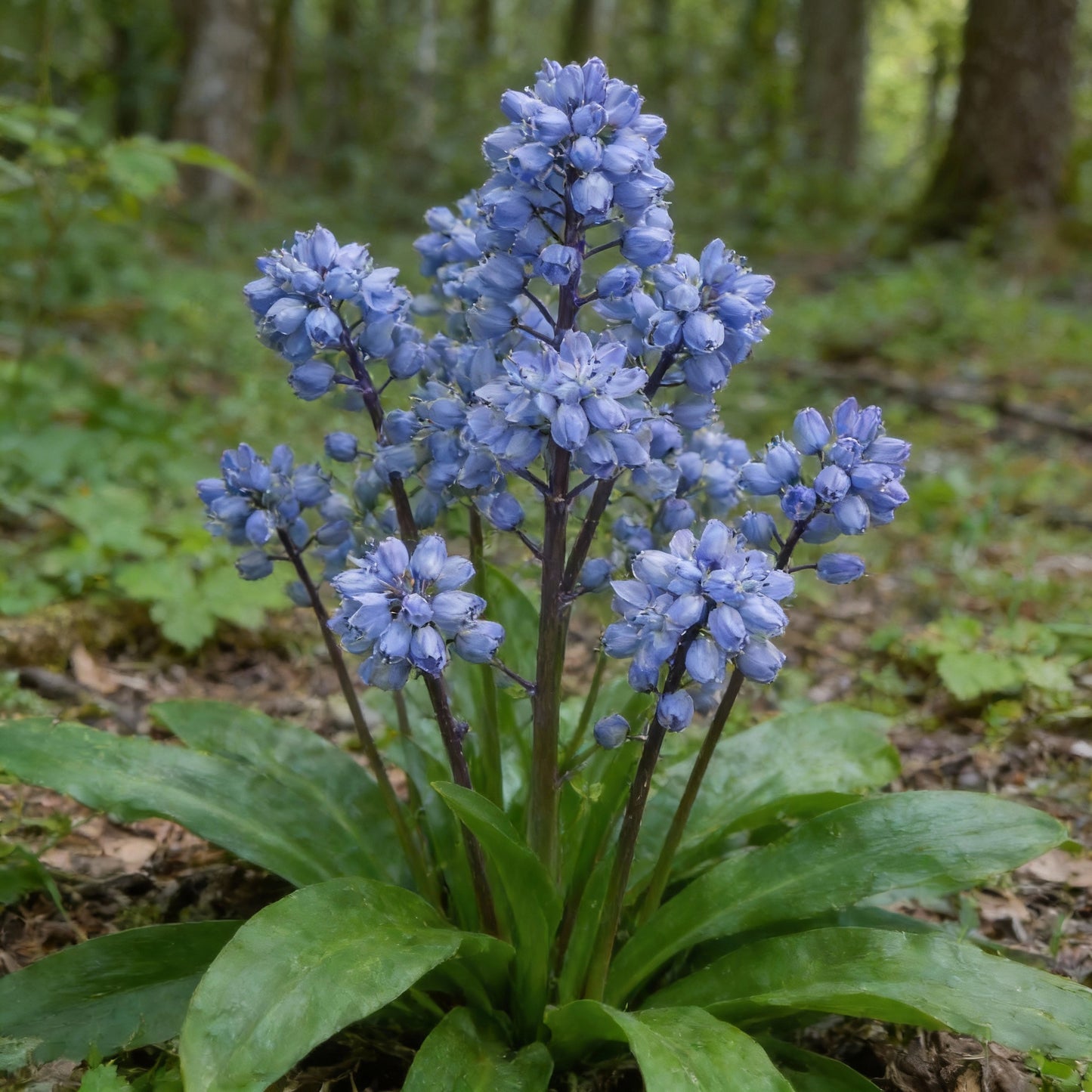 Scilla Bithynica Flower Seeds for Garden Planting
