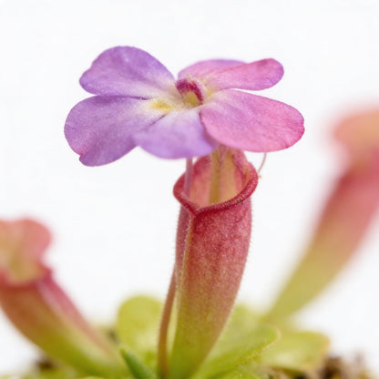 Mexican Butterwort Seeds for Planting (Pinguicula) – Carnivorous Ornamental Flower Plant