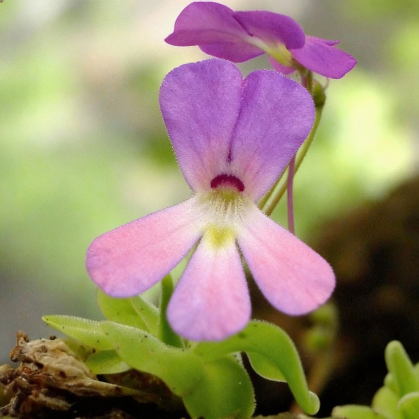 Mexican Butterwort Seeds for Planting (Pinguicula) – Carnivorous Ornamental Flower Plant