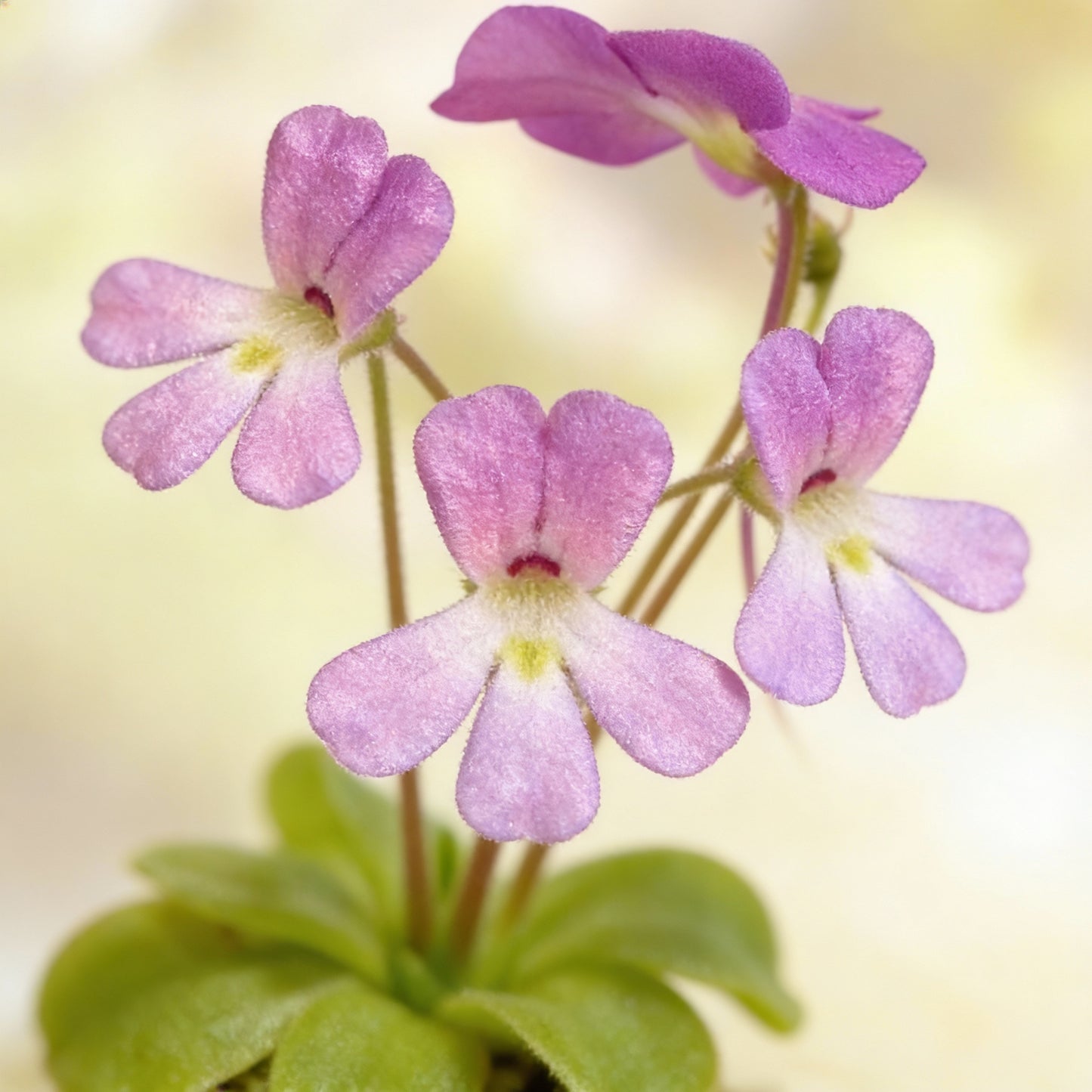 Mexican Butterwort Seeds for Planting (Pinguicula) – Carnivorous Ornamental Flower Plant