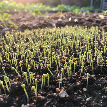 Nutritious Millet Seeds – Innovative Recipes & Home Gardening Grain