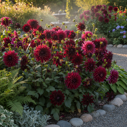 Mixed Burgundy and Black Dahlia Flower Seeds - Dahlia Flower Seeds for Garden