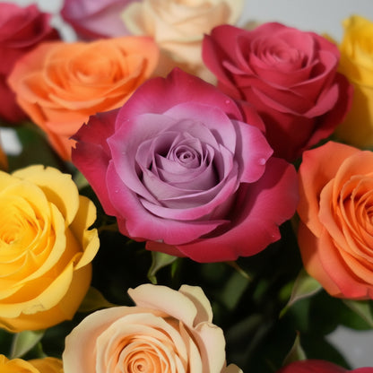 Hybrid All-Season Mixed Rose Flower Seeds for Planting – Year-Round Blooms