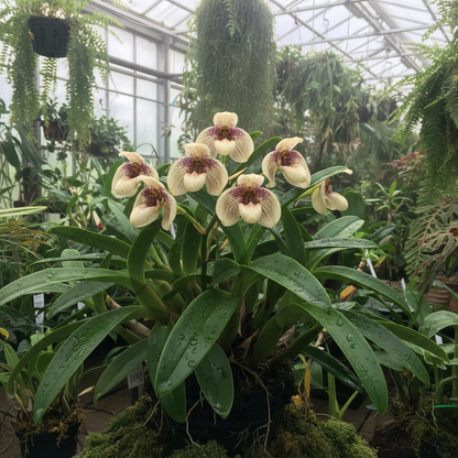 Monkey Face Orchid Flower Seeds – Exotic Premium Ornamental Blooms