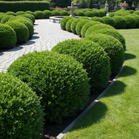 Shrub & Hedge Seeds