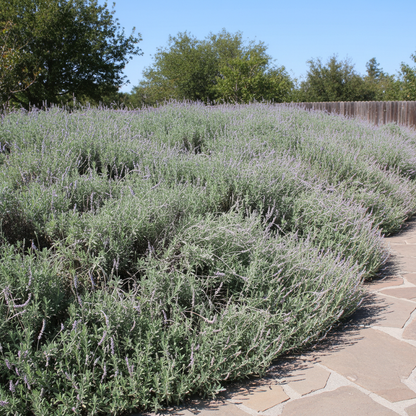 Soft Silver-Green Foliage on a Spreading Shrub – Hardy Ornamental Perennial