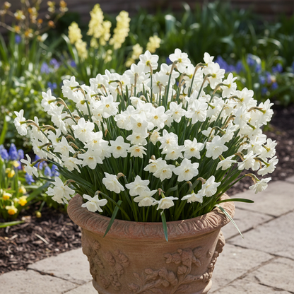 Narcissus Thalia White Daffodil Seeds for Garden Planting