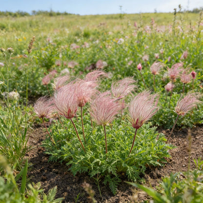 Prairie Smoke Flower Seeds for Planting – Fragrant Perennial Wildflower