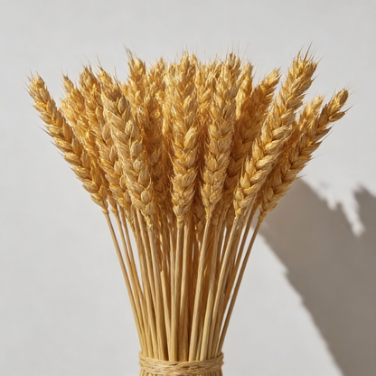 Israel Wheat Grass Seeds – High Yield Seeds for Gardening