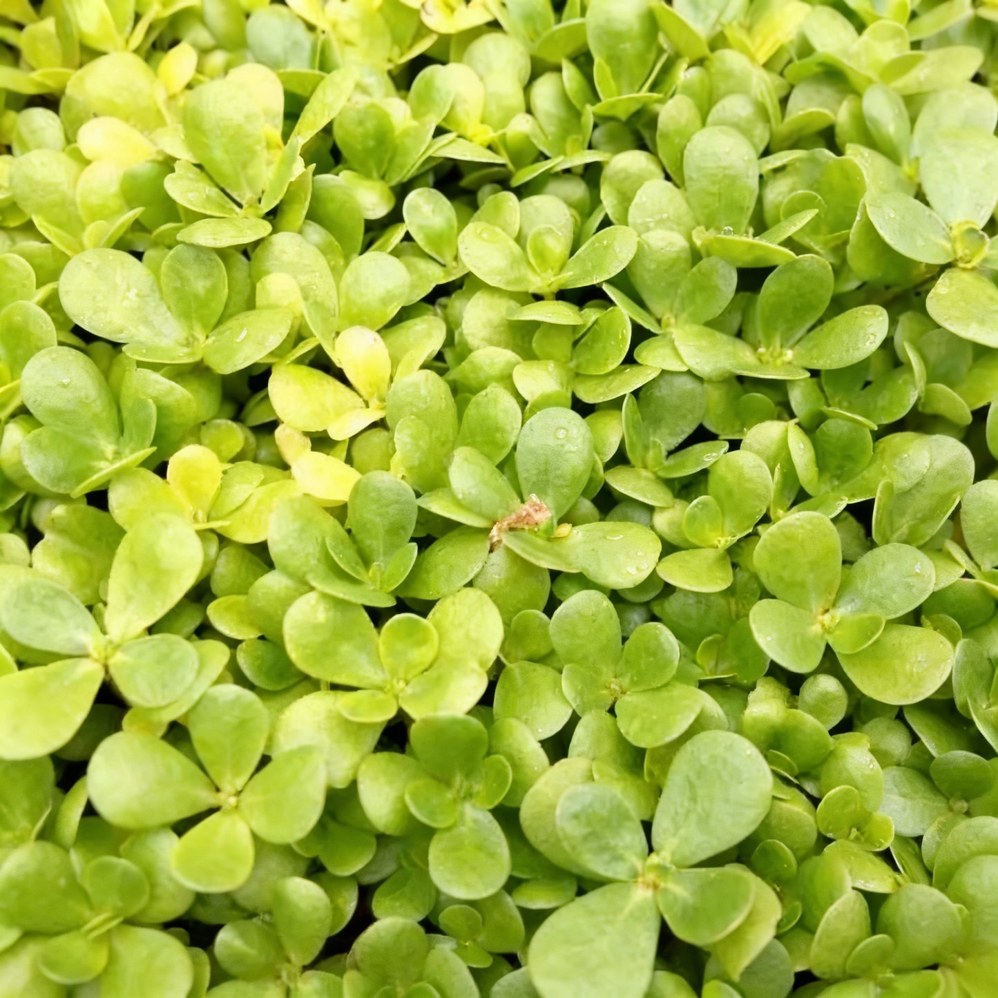 Golden Purslane Seeds for Planting – Heirloom Plant Seeds
