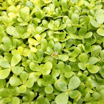 Golden Purslane Seeds for Planting – Heirloom Plant Seeds