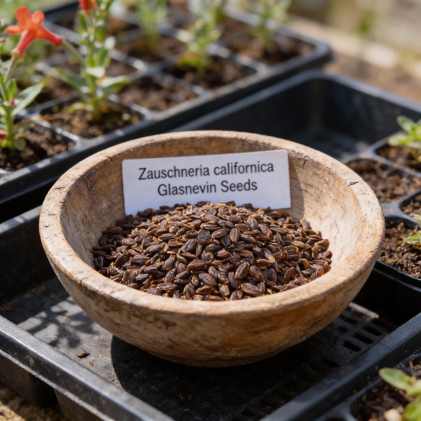Zauschneria Californica Glasnevin Seeds – Red Perennial Flowers for Planting