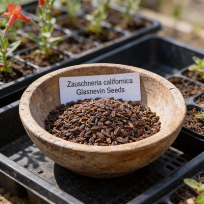 Zauschneria Californica Glasnevin Seeds – Red Perennial Flowers for Planting