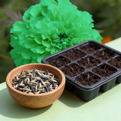 Green Marigold Flower Seeds for Planting – Ornamental Blooms for Home Garden