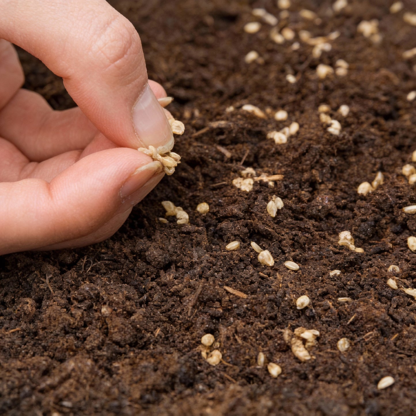 Big Beef Tomato Seeds for Planting – Hybrid Tomato Seeds for Home Gardening
