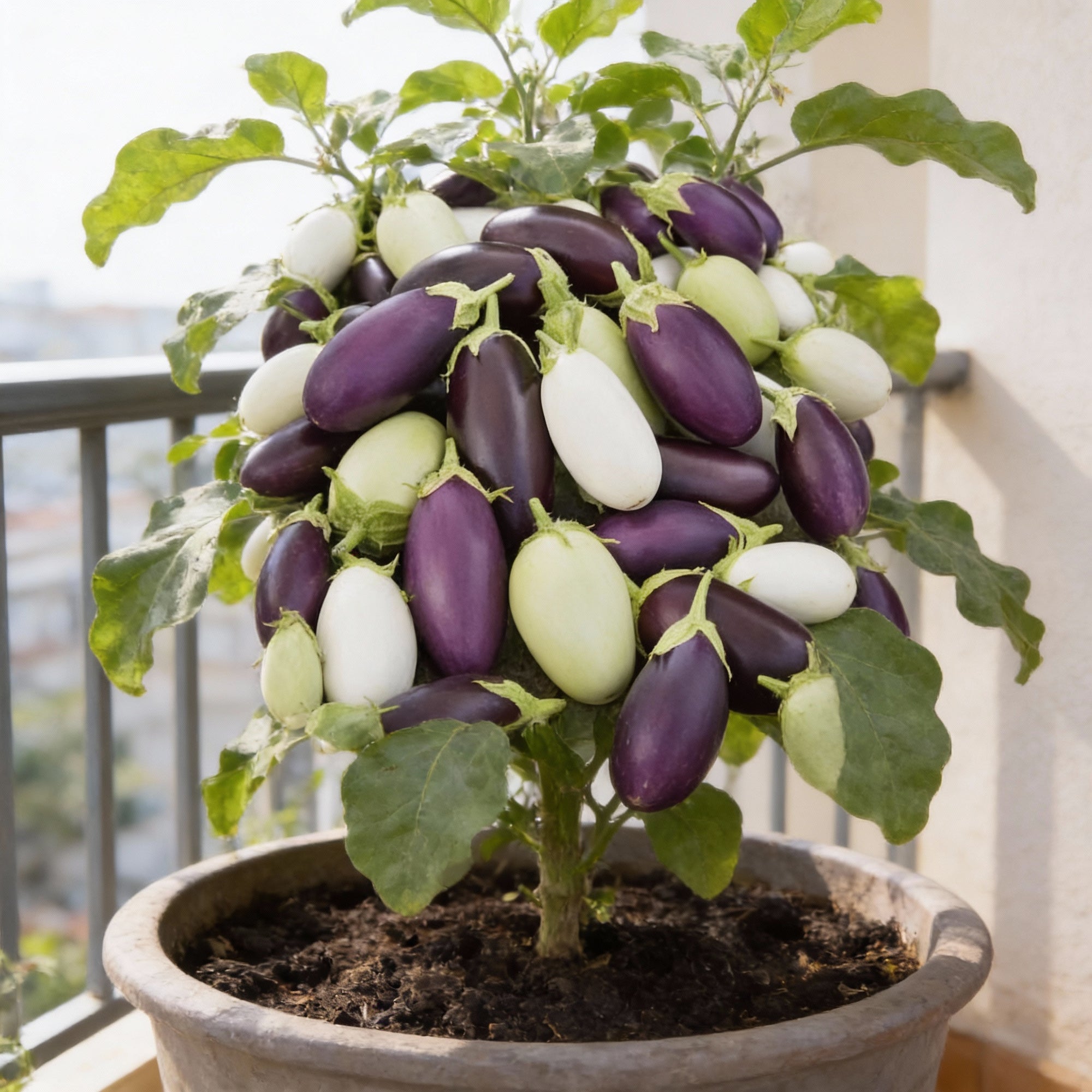 aubergine-jewel-f1-mix-vegetable-seeds