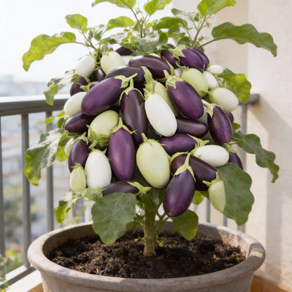 Aubergine Jewel F1 Mix Vegetable Seeds