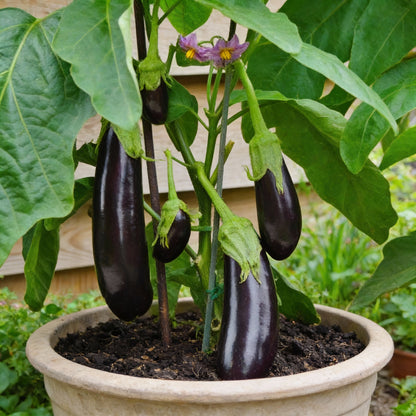 Aubergine Moneymaker F1 Seeds – Premium Vegetable for High Yield