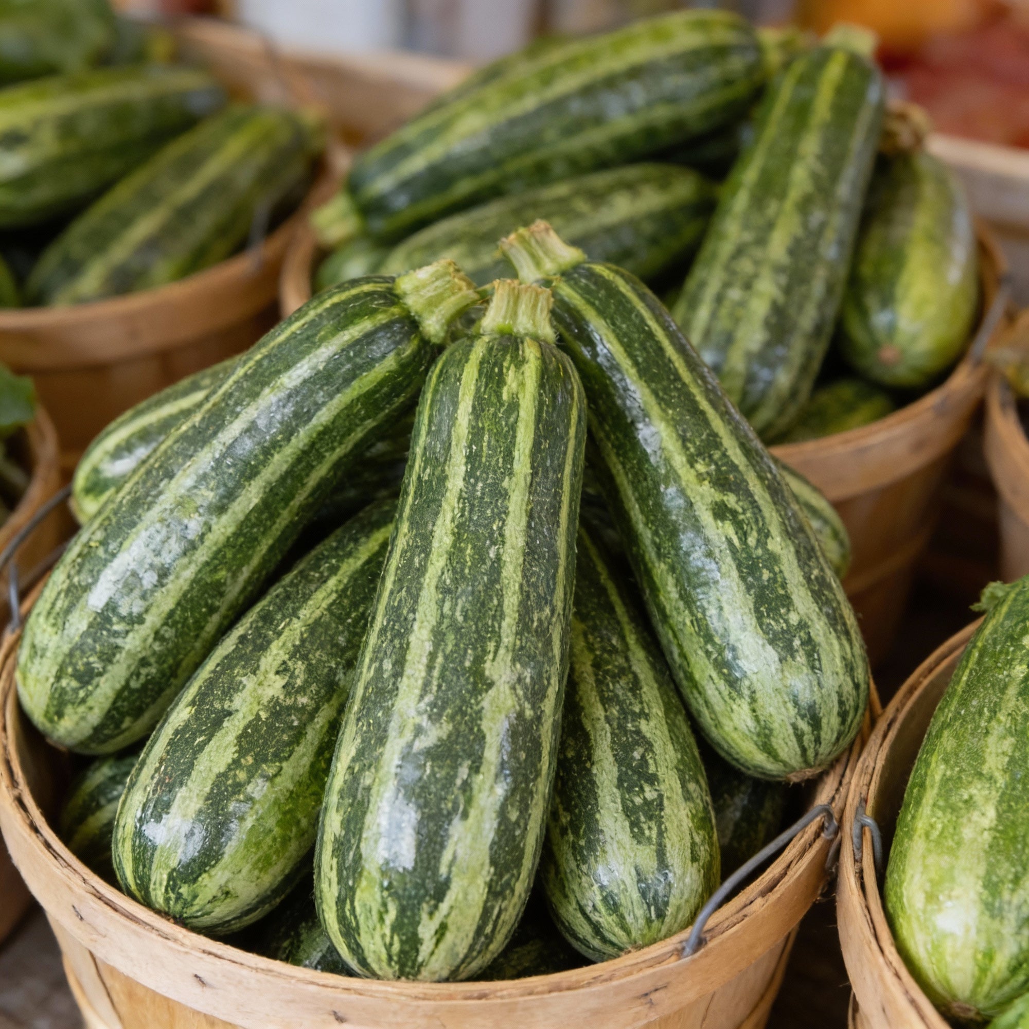 marrow-green-trailing-vegetable-seeds-for-planting-premium-home-garden-variety