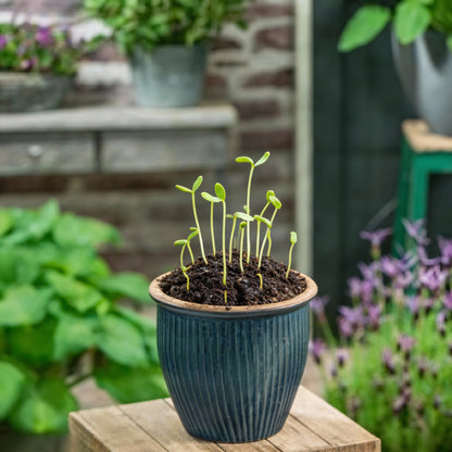 Patriot Hosta Seeds for Garden Planting