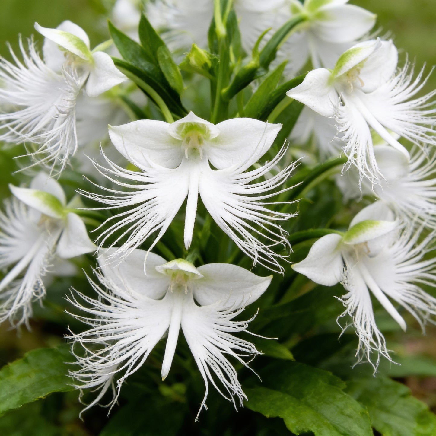 White Egret Flower Habenaria radiata Seeds for Garden Planting