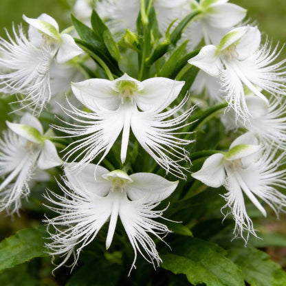 White Egret Flower Habenaria radiata Seeds for Garden Planting