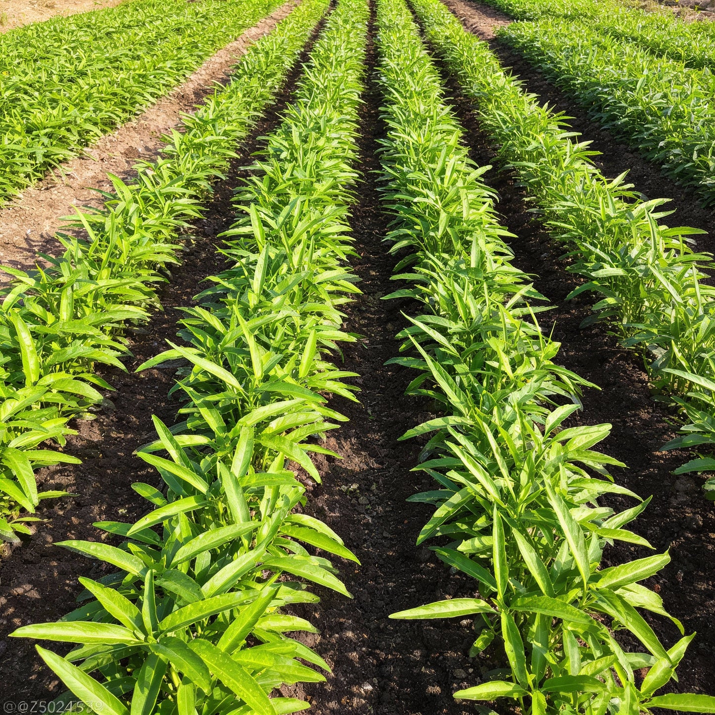 Kalmi Shak Seeds for Planting – Quality Planting Seeds for Your Garden